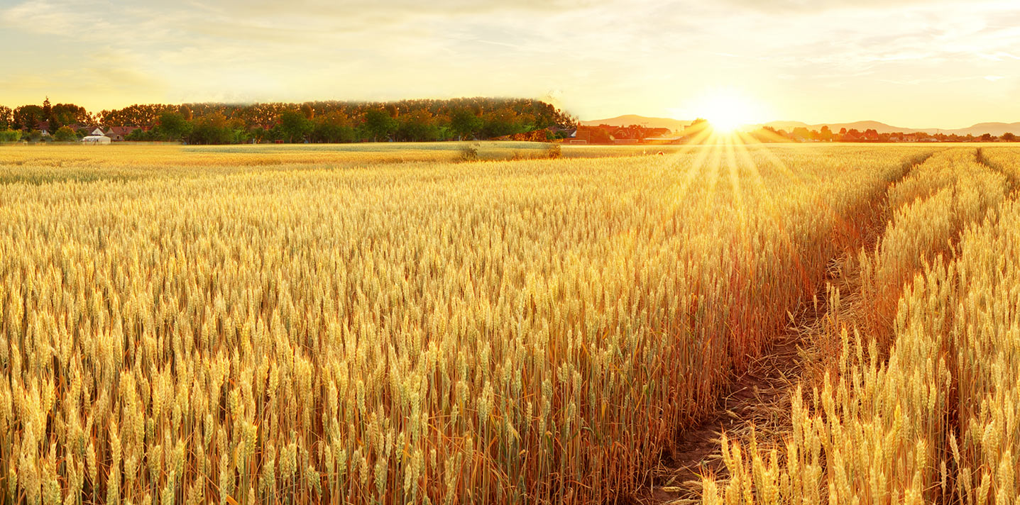 Agricultural Business
